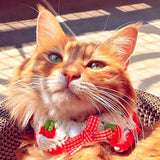 Aoeeki Cat Collar Breakaway, Kitten Collar with Cute Bow Tie Strawberry Pattern Comfortable for Kitty and Small Puppies, Bandana Fits Neck 2-3 Inches (White)
