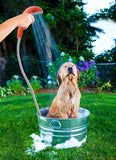 Ivation Portable Outdoor Shower, Battery Powered - Compact Handheld Rechargeable Camping Showerhead - Pumps Water from Bucket Into Steady, Gentle Shower Stream
