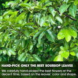 FreshDrinkUS, Premium 4.5oz Soursop Leaves Powder, 100% Natural & Pure, Herbal Tea, No Sugar, No Gluten, Vegan.
