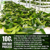 FreshDrinkUS, Premium 4.5oz Soursop Leaves Powder, 100% Natural & Pure, Herbal Tea, No Sugar, No Gluten, Vegan.