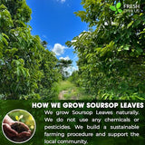 FreshDrinkUS, Premium 4.5oz Soursop Leaves Powder, 100% Natural & Pure, Herbal Tea, No Sugar, No Gluten, Vegan.