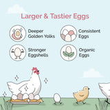 Mile Four Organic Chicken Grower Mash Feed Kit + Grit + Oyster Shell
