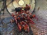 2 Pack - Crawfish Trap Crawdads Crayfish Trap Torpedo Heavy Duty Bait Trap Steel Mesh Wire Black with Clip Two-Piece Durable (2 Pack)