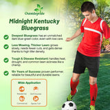 Outsidepride Midnight Kentucky Bluegrass Seed - 50 Lbs. Cold & Drought Tolerant, Sun-Loving Lawn Grass Seed, w/High Traffic Tolerance & Deep Root System, OptiGrowth Coated for Better Establishment