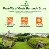 Outsidepride Oasis Bermuda Grass Seed - 50 lbs Warm Season, High Traffic, Heat Resistant, Drought-Tolerant, Low-Maintenance, Fast Growing Turf Grass for Lawn, Ideal for Sunny Areas, Thick Coverage