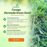 Outsidepride Forage Bermuda Seeds - 40 lb. Perennial, Drought Tolerant & Fast-Growing, Pasture Seeds for Planting Large Grass Leaves, Ideal for Hay Foraging & Rotational Grazing
