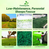 Outsidepride Sheeps Fine Fescue Lawn Grass Seed - 50 Lbs. Perennial Heat & Drought Tolerant Dense, Traffic-Resistant Turf for Shaded Environments w/OptiGrowth Coating for Seed Enhancement