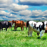 Outsidepride Forage Bermuda Seeds - 40 lb. Perennial, Drought Tolerant & Fast-Growing, Pasture Seeds for Planting Large Grass Leaves, Ideal for Hay Foraging & Rotational Grazing