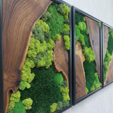 Moss Wall Decor Preserved Moss Art in Solid Cedar Wood Frame | Natural Wooden Wall Decor for Living Room, Office, Home | Zero Maintenance Gift for Nature Lovers 3 Pieces
