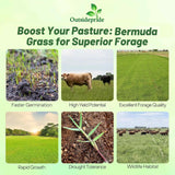 Outsidepride Forage Bermuda Seeds - 40 lb. Perennial, Drought Tolerant & Fast-Growing, Pasture Seeds for Planting Large Grass Leaves, Ideal for Hay Foraging & Rotational Grazing