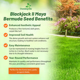 Outsidepride Maya (Blackjack II) Bermuda Grass Seed - 50 lbs Warm Season, Drought Tolerant, Fast Growing, Fine-Textured Bermuda Grass Seeds for Lawn, Parks, Golf Courses & Sports Fields
